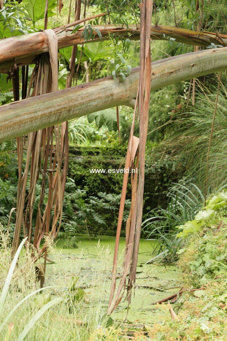 Eucalyptus pauciflora niphophila