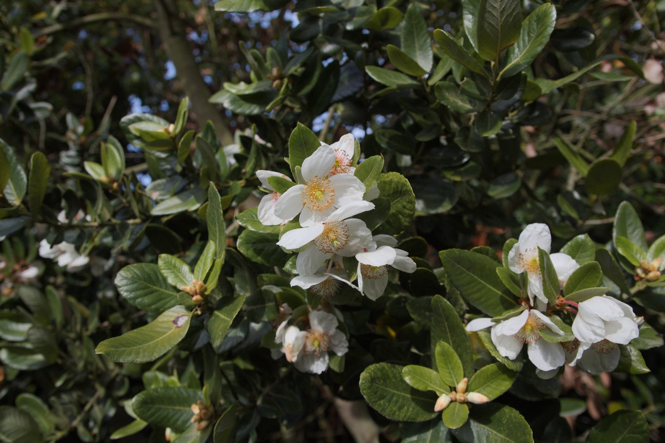 Eucryphia cordifolia