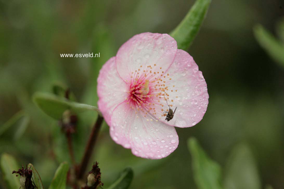 Eucryphia lucida 'Pink Cloud'