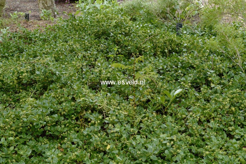 Euonymus fortunei 'Vegetus'