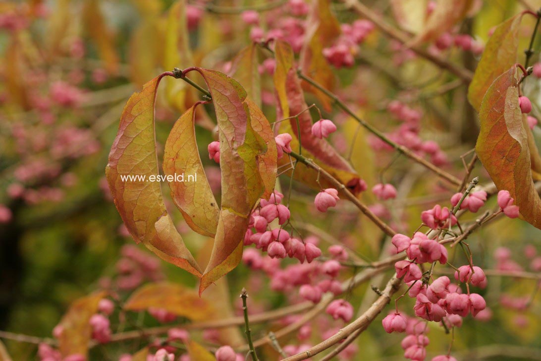 Euonymus hamiltonianus 'Winter Glory'