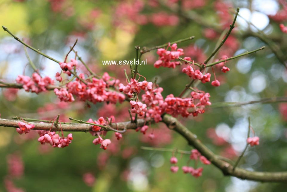 Euonymus hamiltonianus sieboldianus