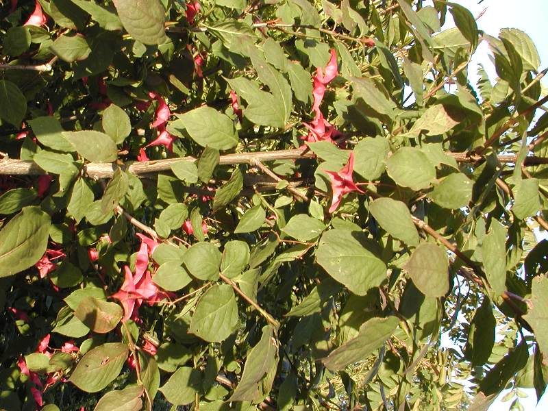 Euonymus macropterus