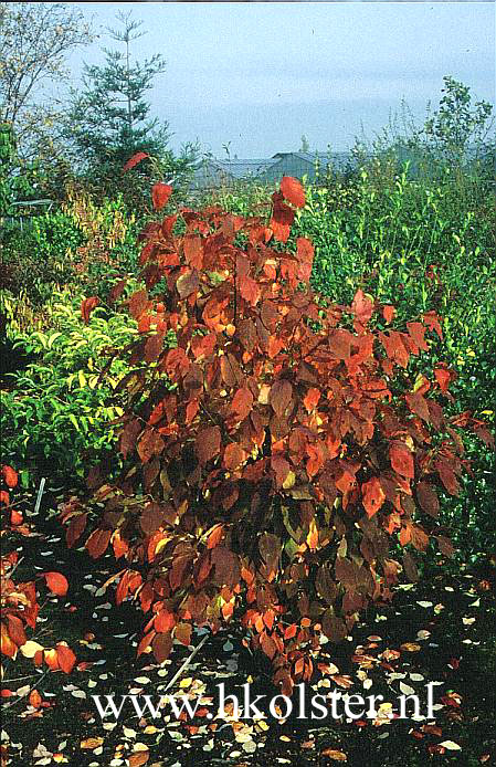 Euonymus sachalinensis