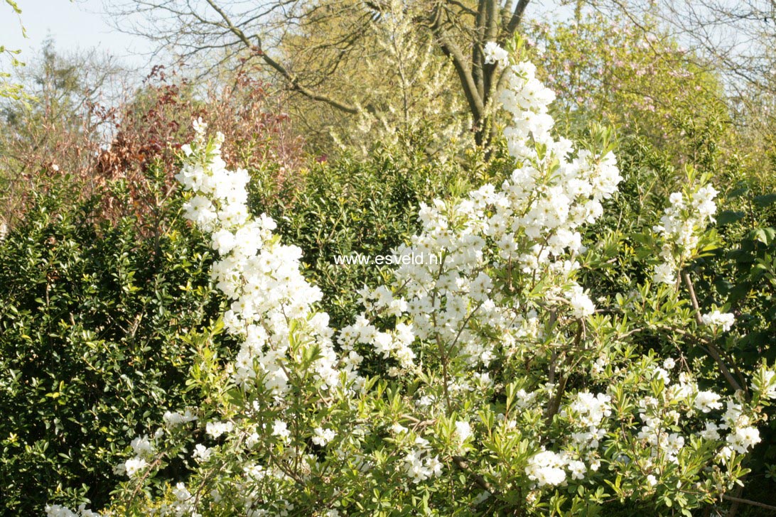 Exochorda racemosa 'Niagara'