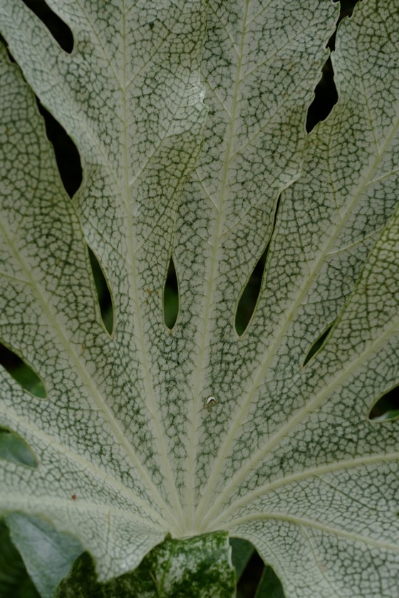 Fatsia japonica 'Spider's Web'