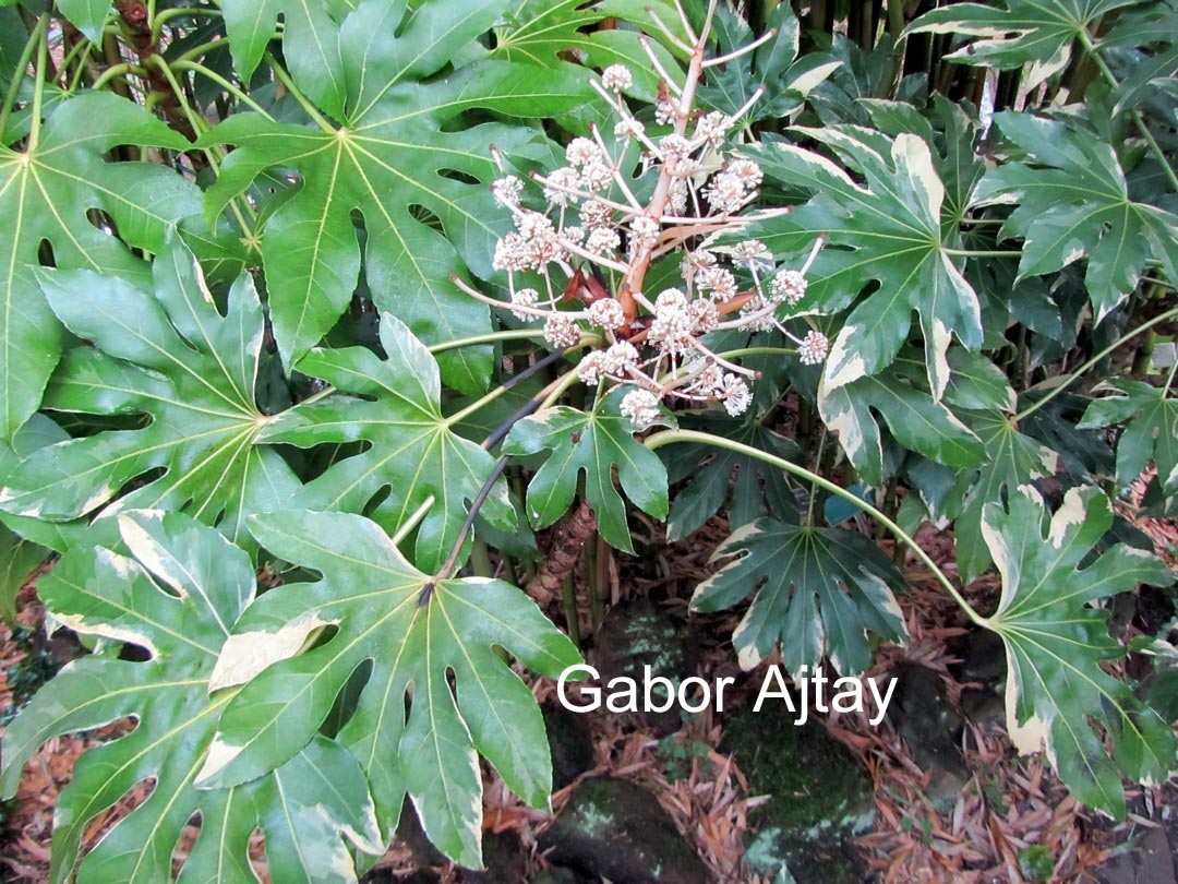 Fatsia japonica 'Variegata'