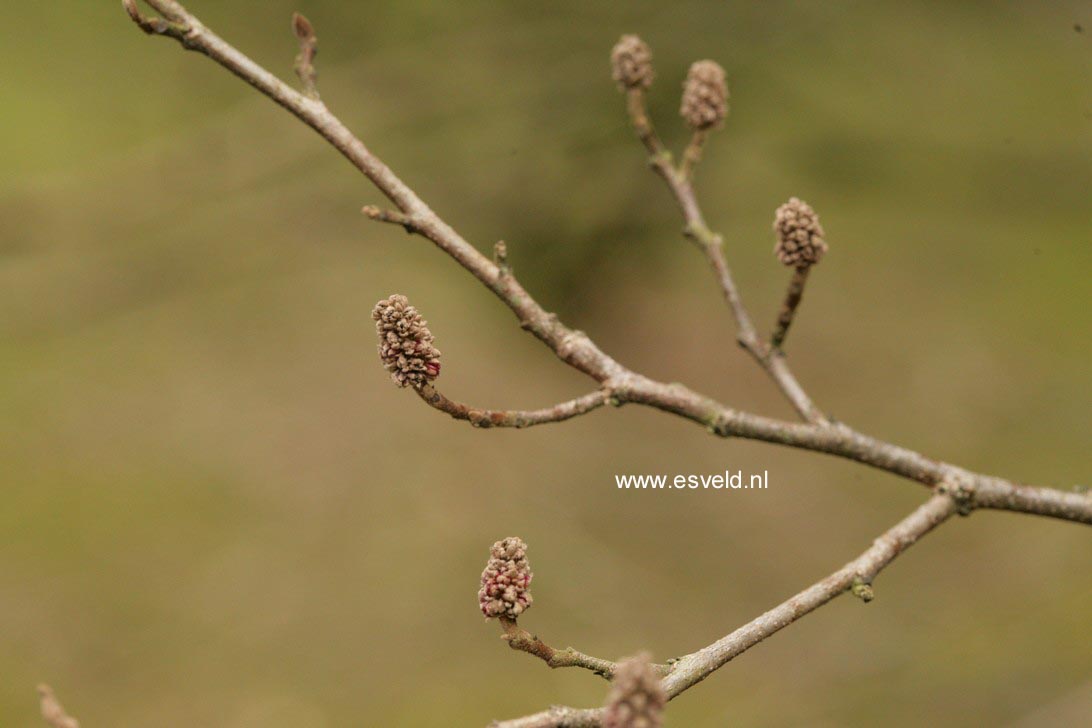 Fortunearia sinensis