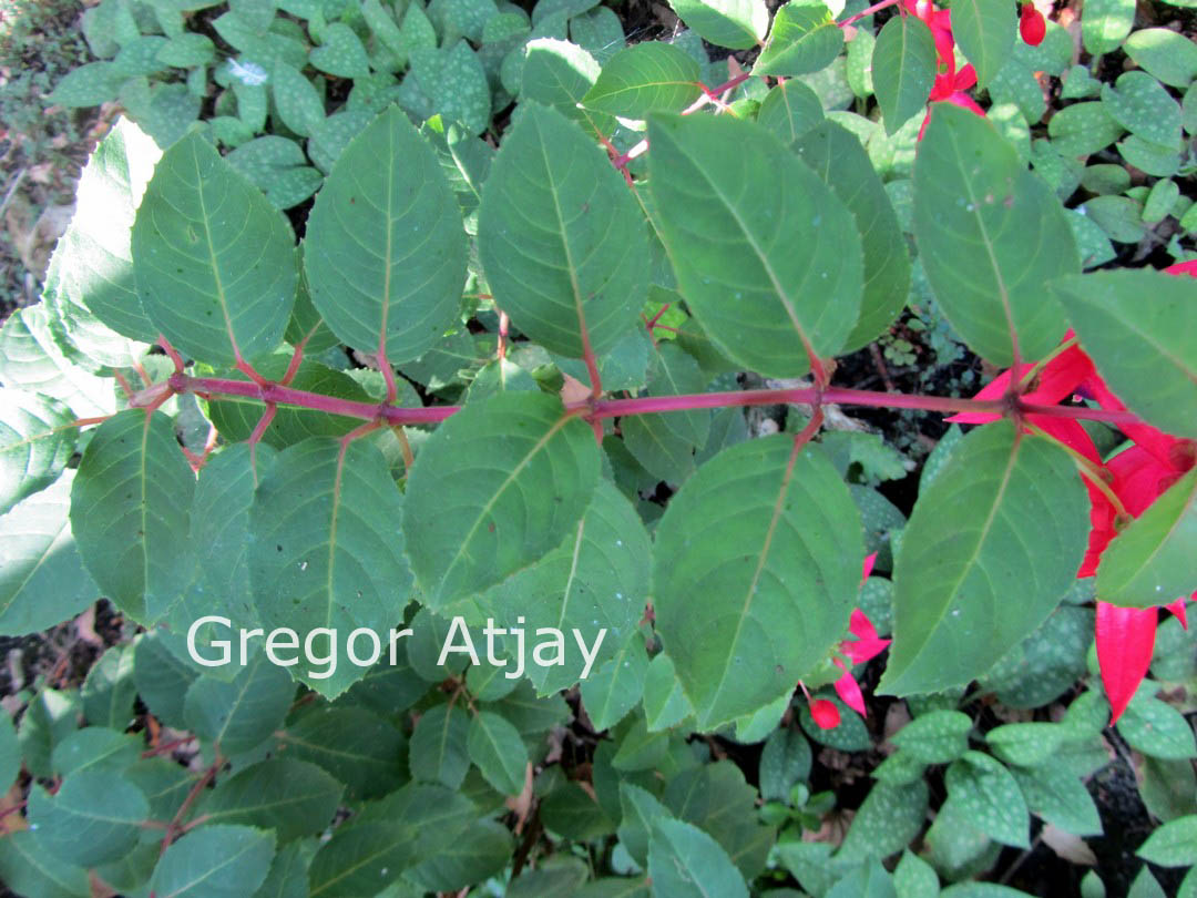 Fuchsia 'Mrs. Popple'