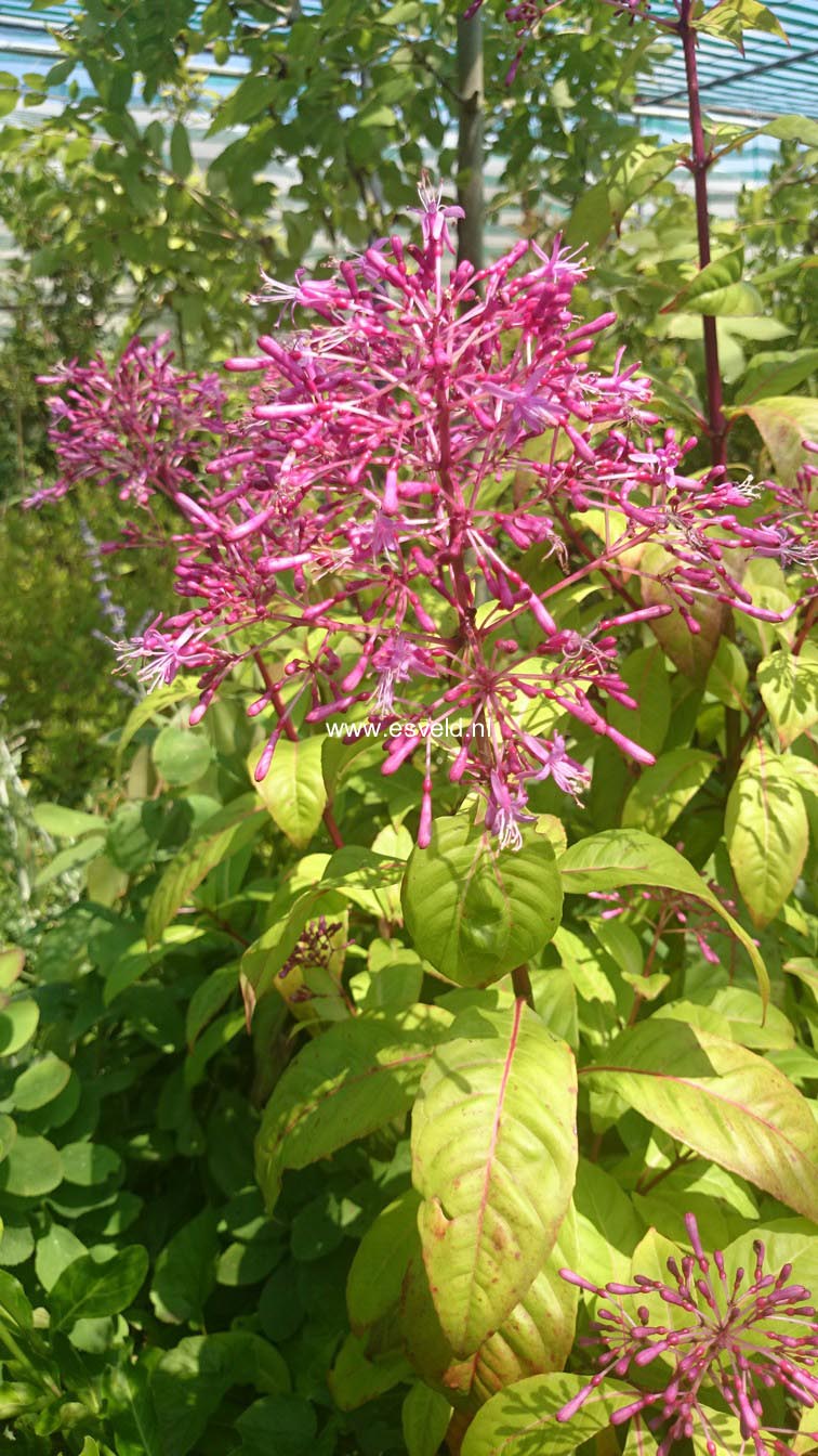 Fuchsia arborescens