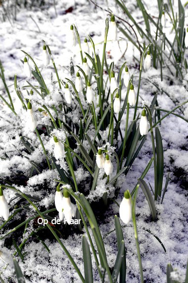Galanthus nivalis