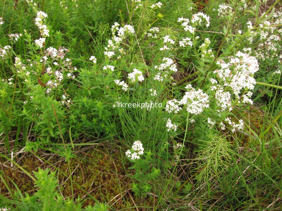 Galium boreale