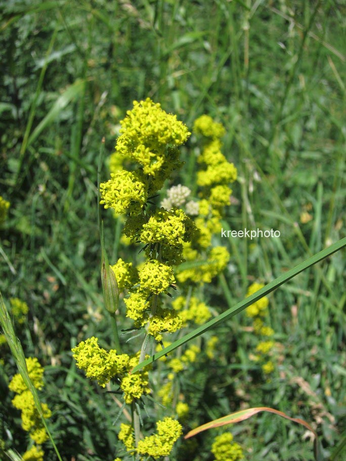 Galium verum