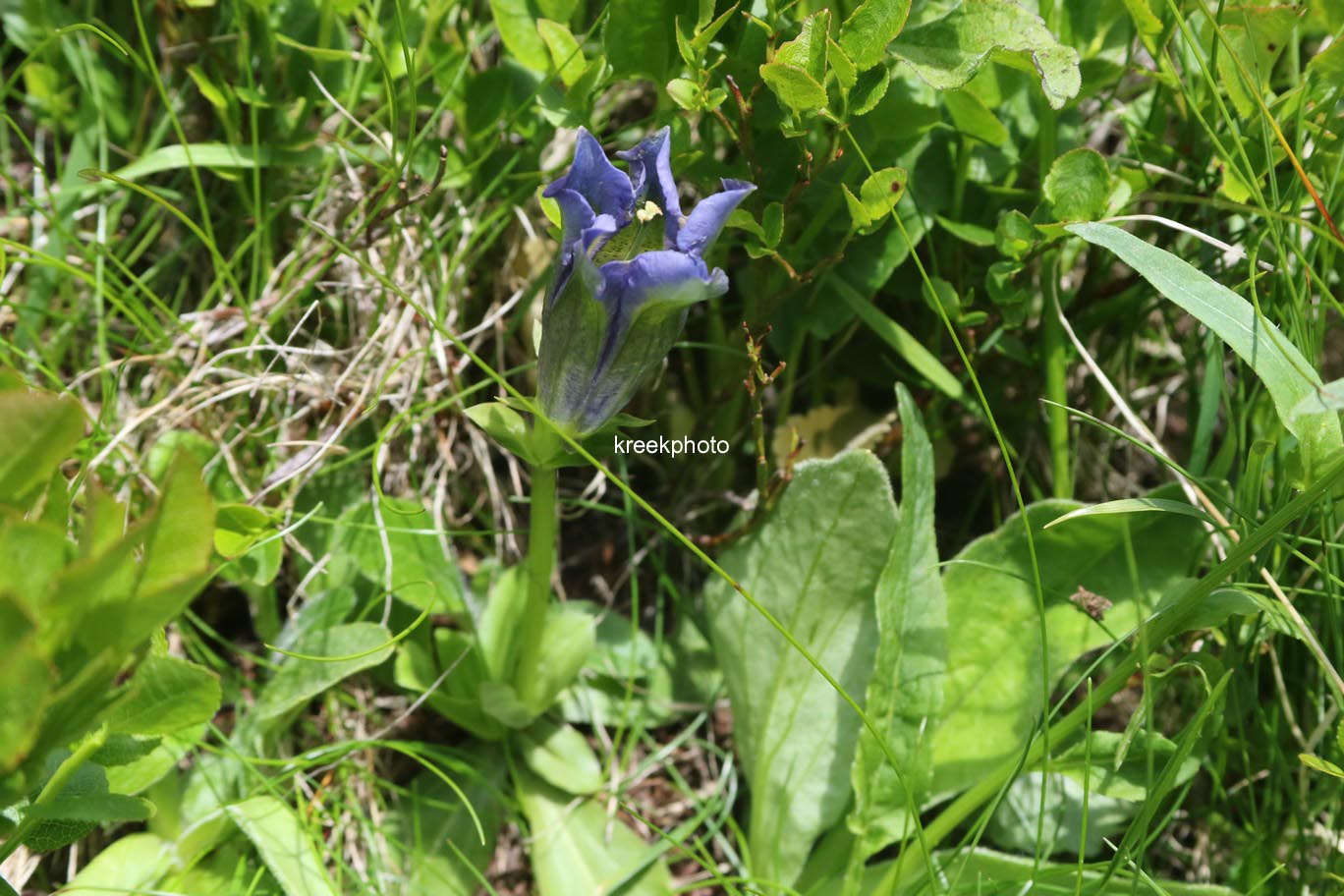 Gentiana acaulis