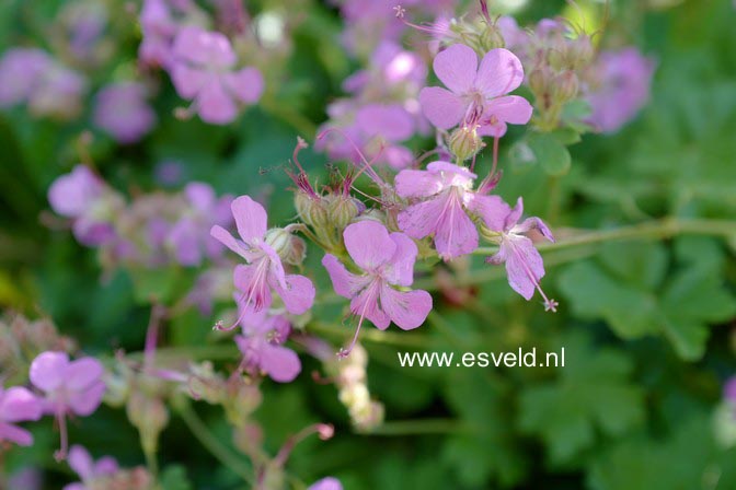 Geranium cantabrigiense 'Karmina'