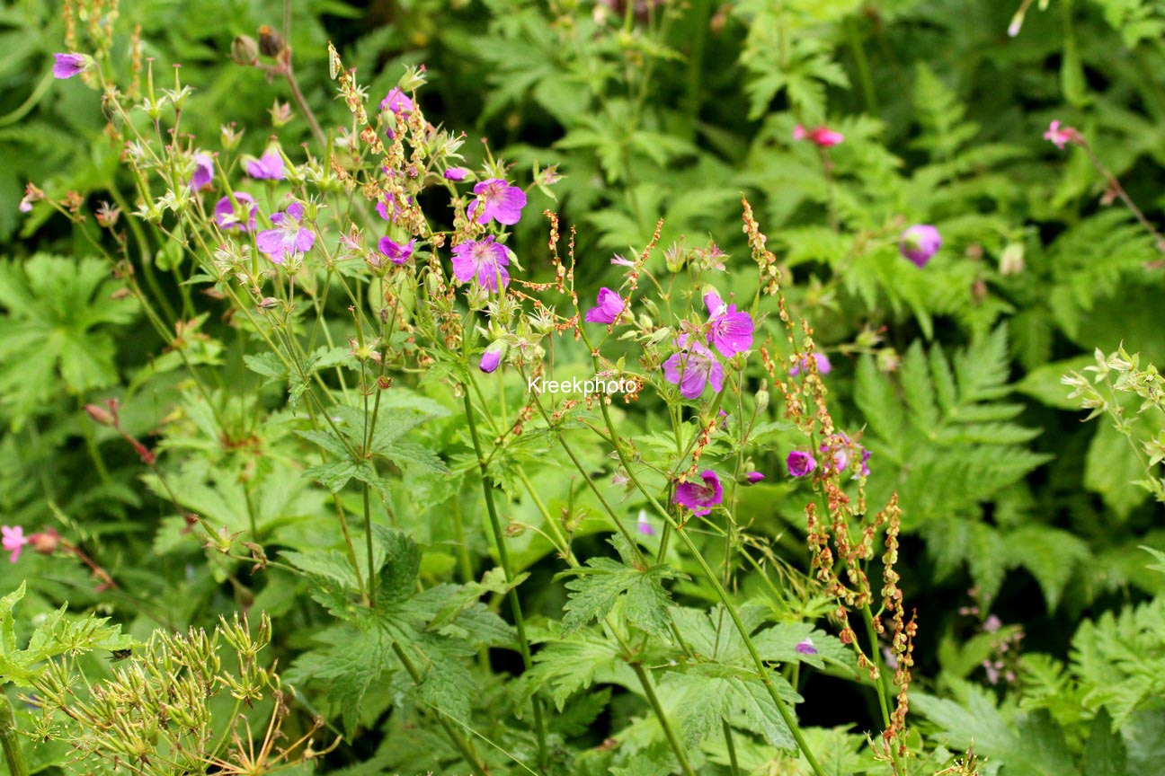 Geranium sylvaticum