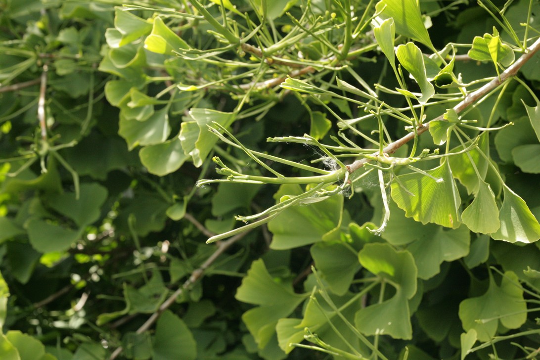 Ginkgo biloba 'Santa Cruz'