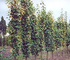 Ginkgo biloba 'Tremonia'