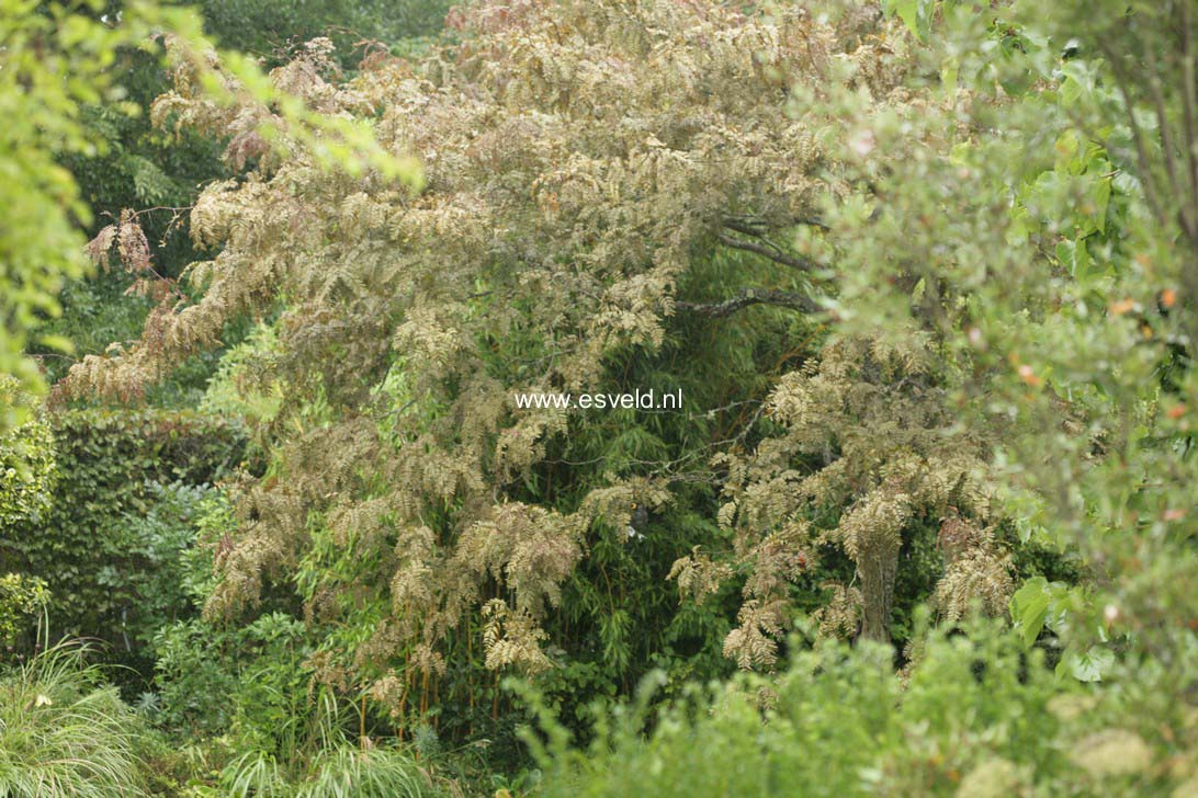 Gleditsia triacanthos 'Rubylace'