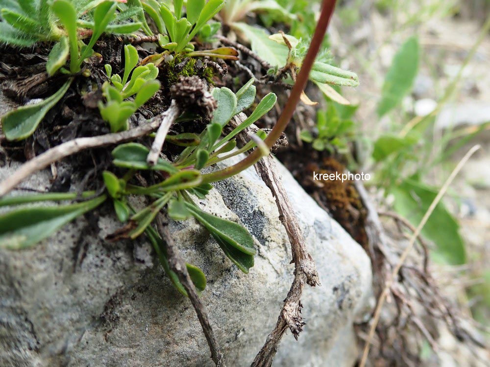 Globularia cordifolia