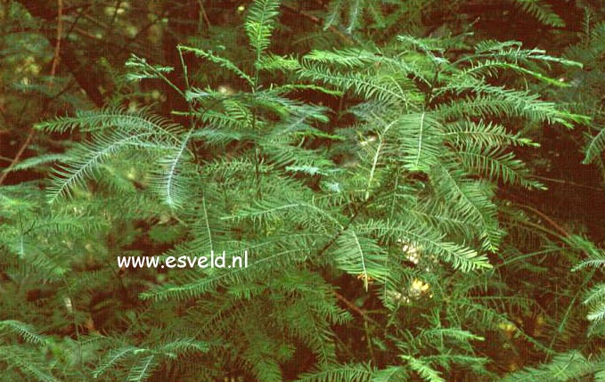 Glyptostrobus pensilis