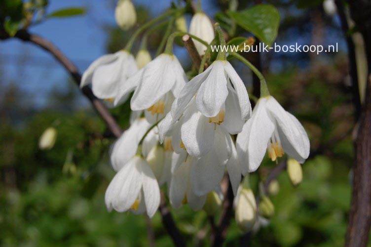 Halesia carolina 'Uconn Wedding Bells'