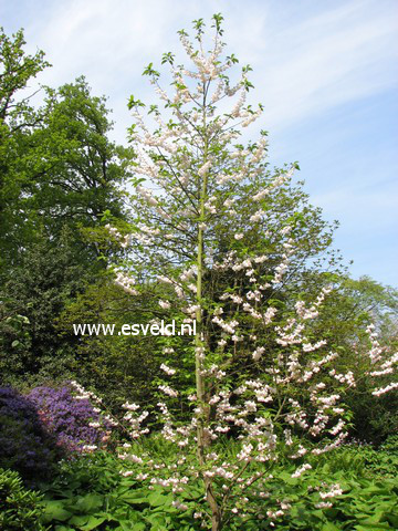 Halesia monticola rosea
