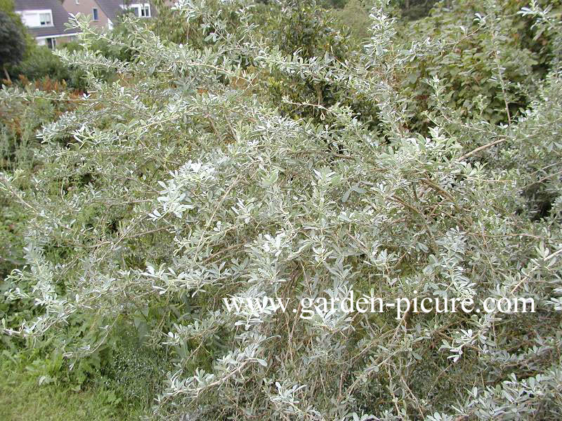 Halimodendron halodendron