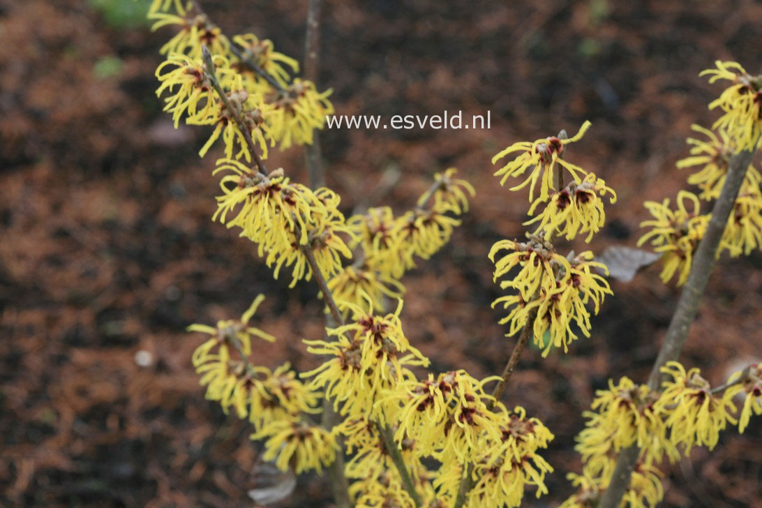 Hamamelis intermedia 'Amanon'