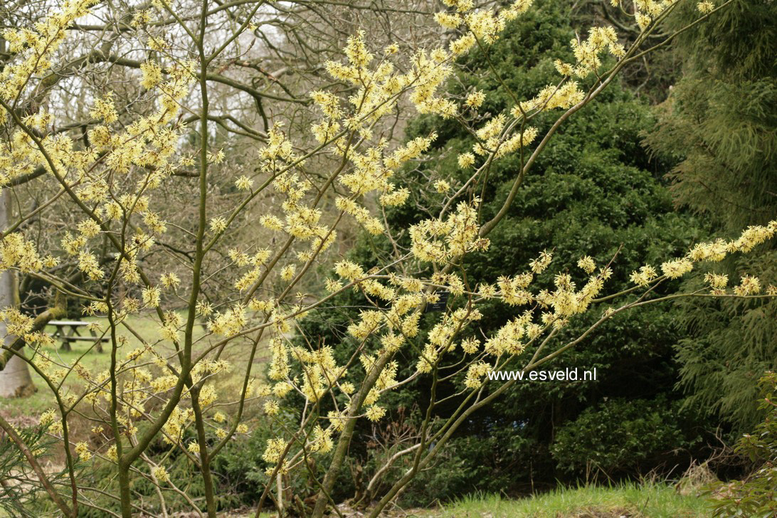 Hamamelis intermedia 'Angelly'