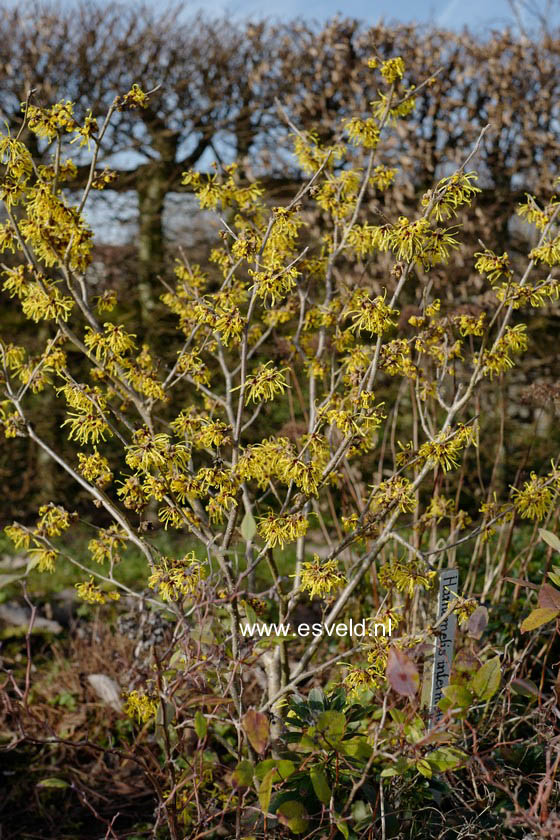 Hamamelis intermedia 'Anne'