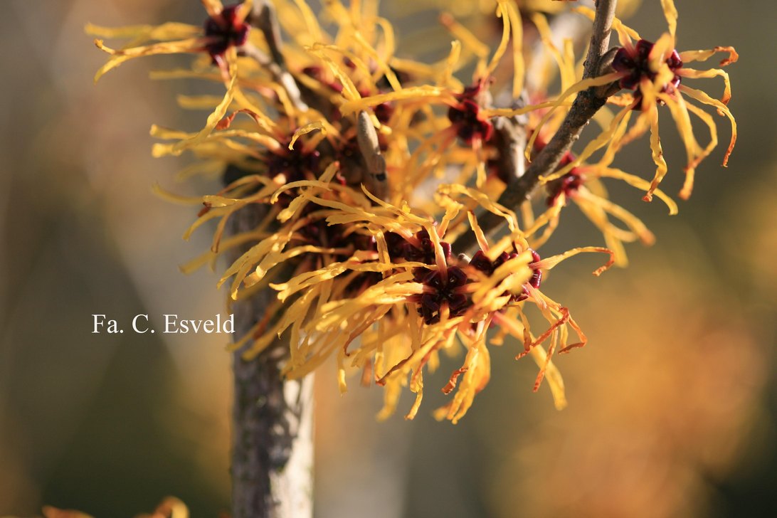 Hamamelis intermedia 'Barmstedt Gold'