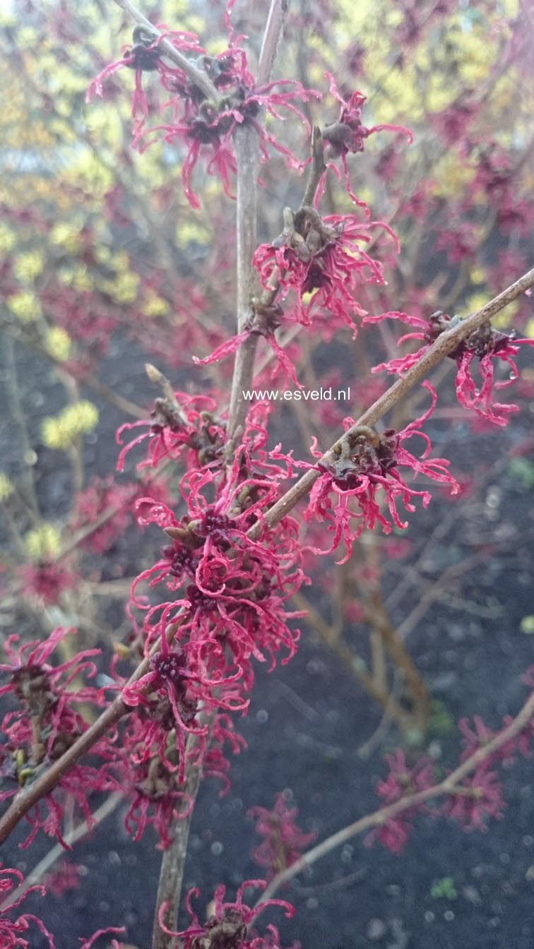 Hamamelis intermedia 'Birgit'