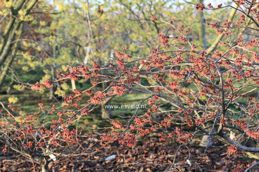 Hamamelis intermedia 'Copper Cascade'