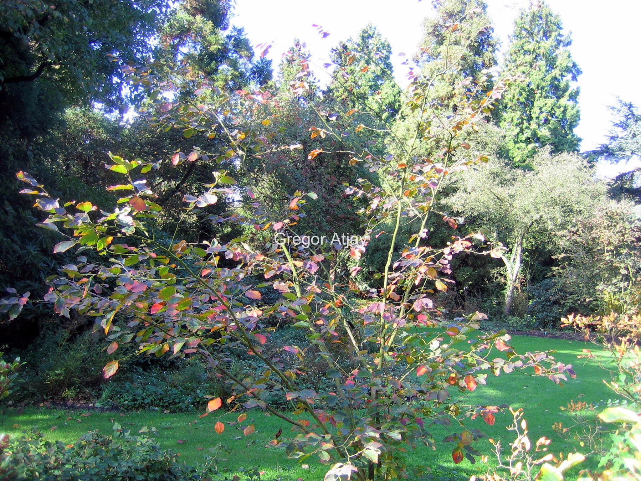 Hamamelis intermedia 'Danny'