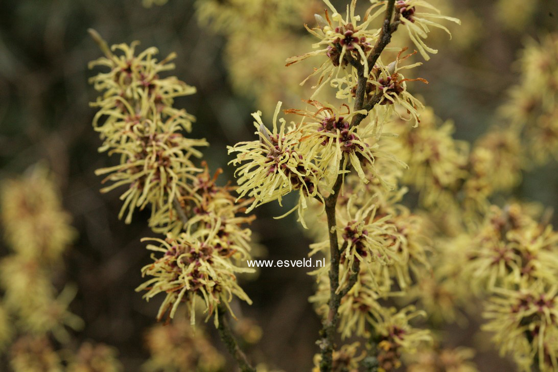 Hamamelis intermedia 'Gimborn's Perfume'