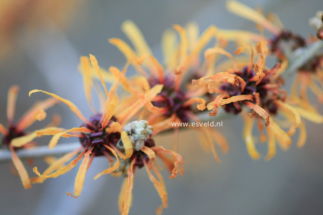 Hamamelis intermedia 'Harry'