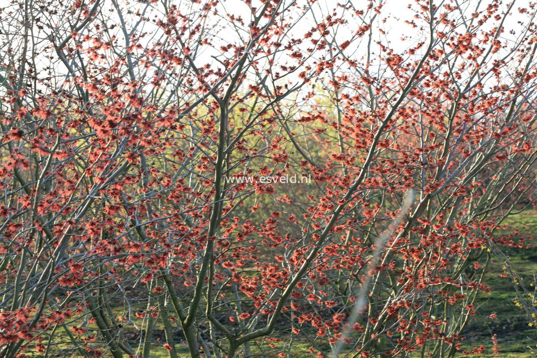 Hamamelis intermedia 'Old Copper'