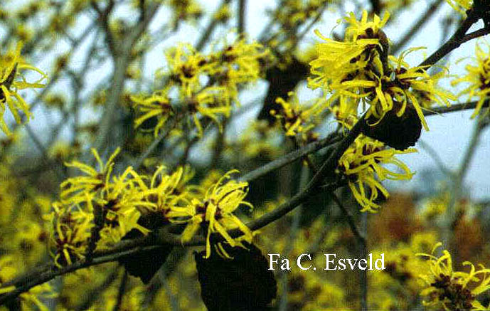 Hamamelis intermedia 'Sunburst'