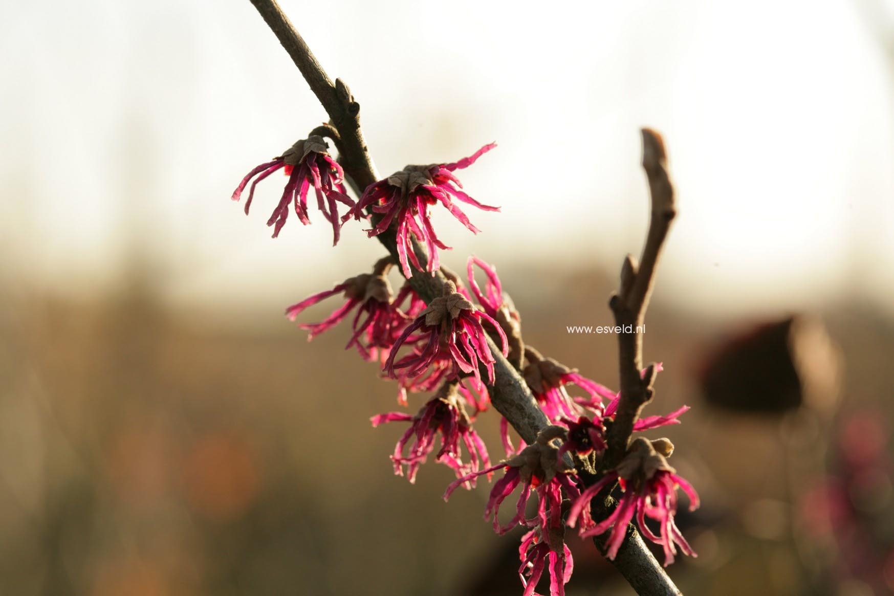 Hamamelis vernalis 'Amethyst'