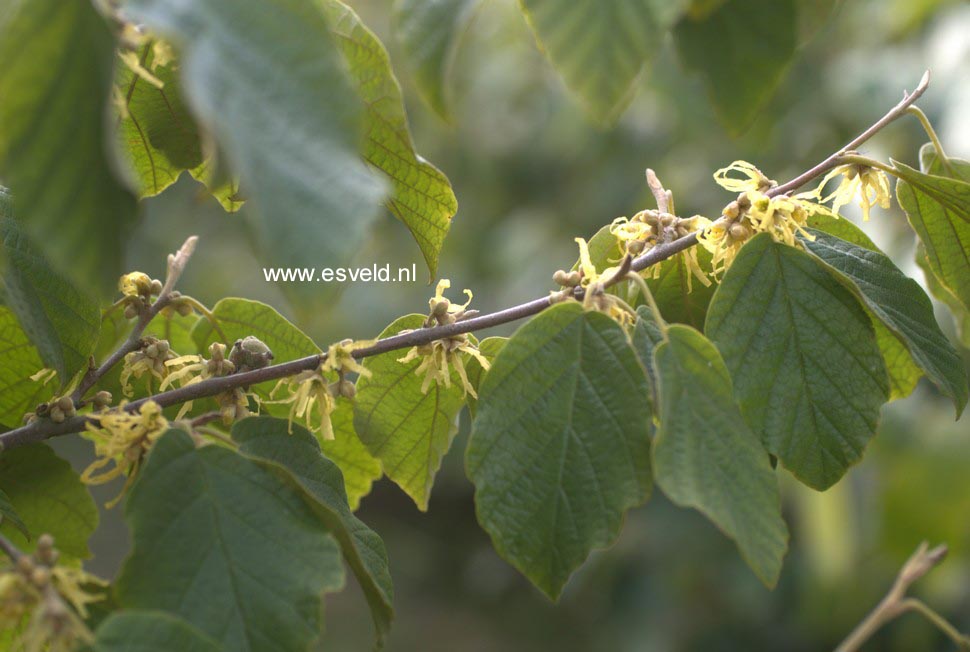 Hamamelis virginiana var. mexicana