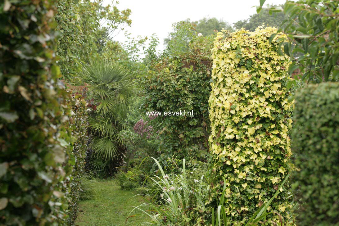 Hedera helix 'Buttercup'