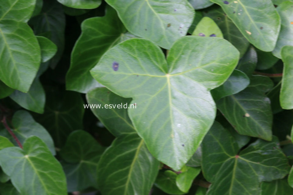 Hedera hibernica 'Deltoidea'