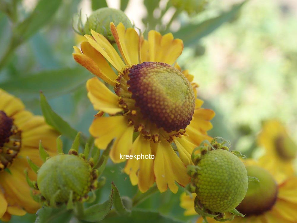 Helenium 'Goldrausch'