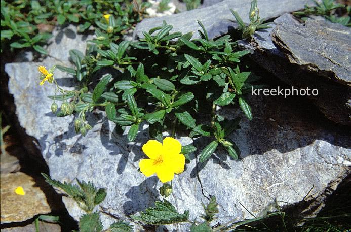 Helianthemum nummularium