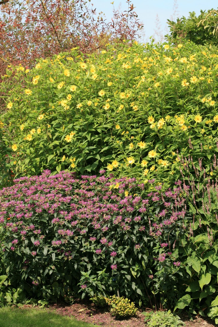 Helianthus 'Lemon Queen'