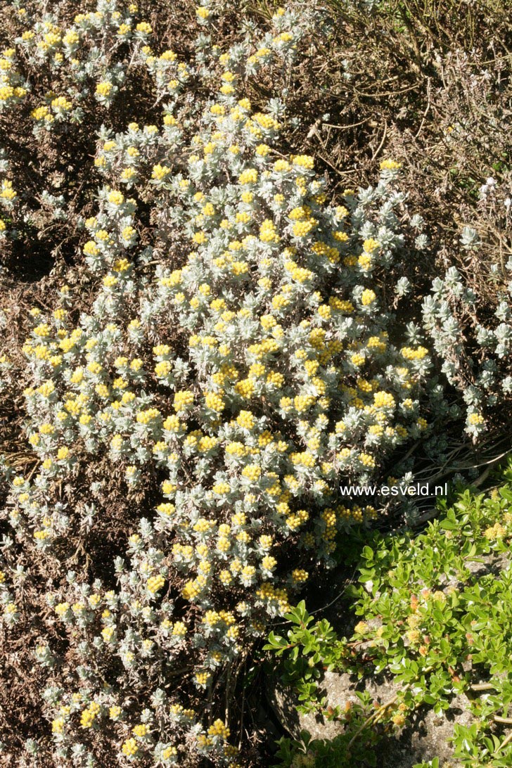 Helichrysum italicum