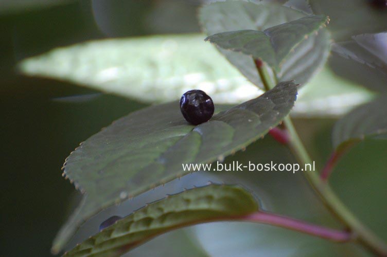 Helwingia japonica Helwingia japonica