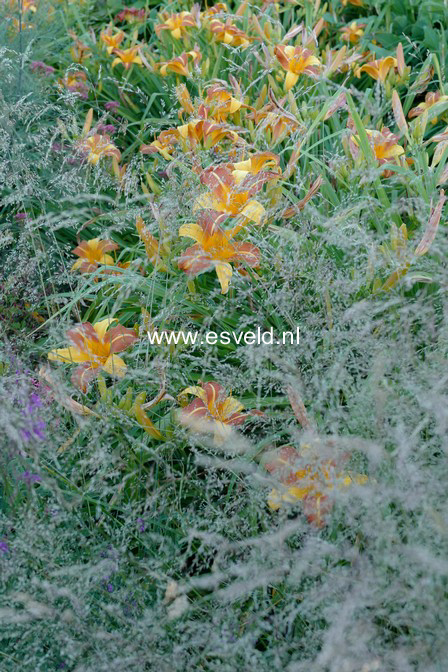 Hemerocallis 'Frans Hals'