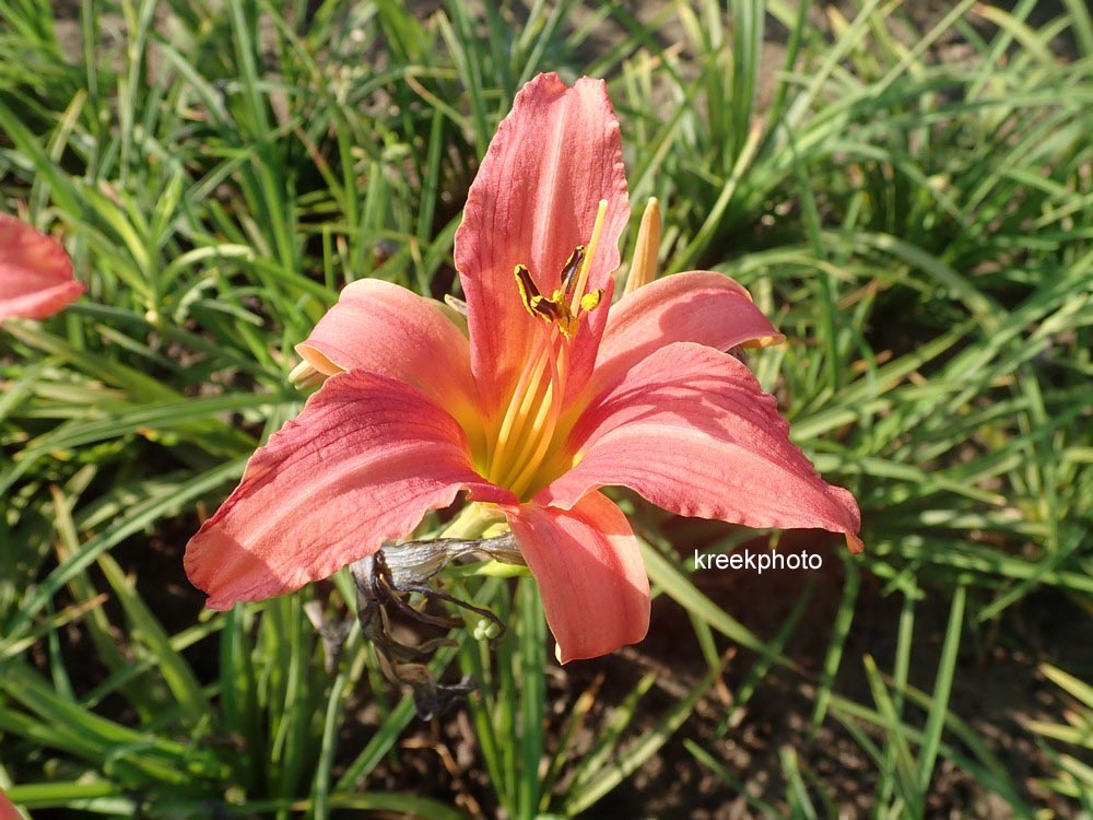 Hemerocallis 'Pink Damask'